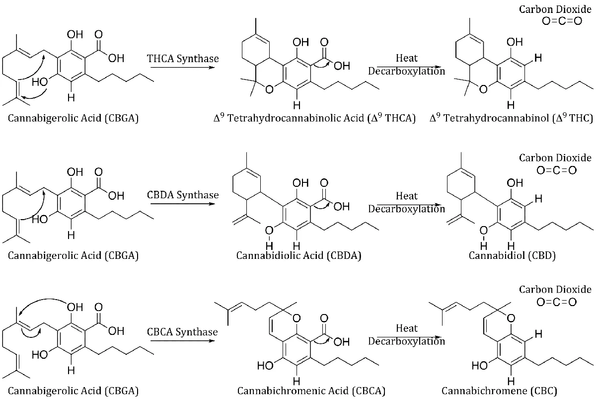 Diagram of cannabinoid synthesis and decarboxylation from CBGA to THC, CBD, and CBC with carbon dioxide release.