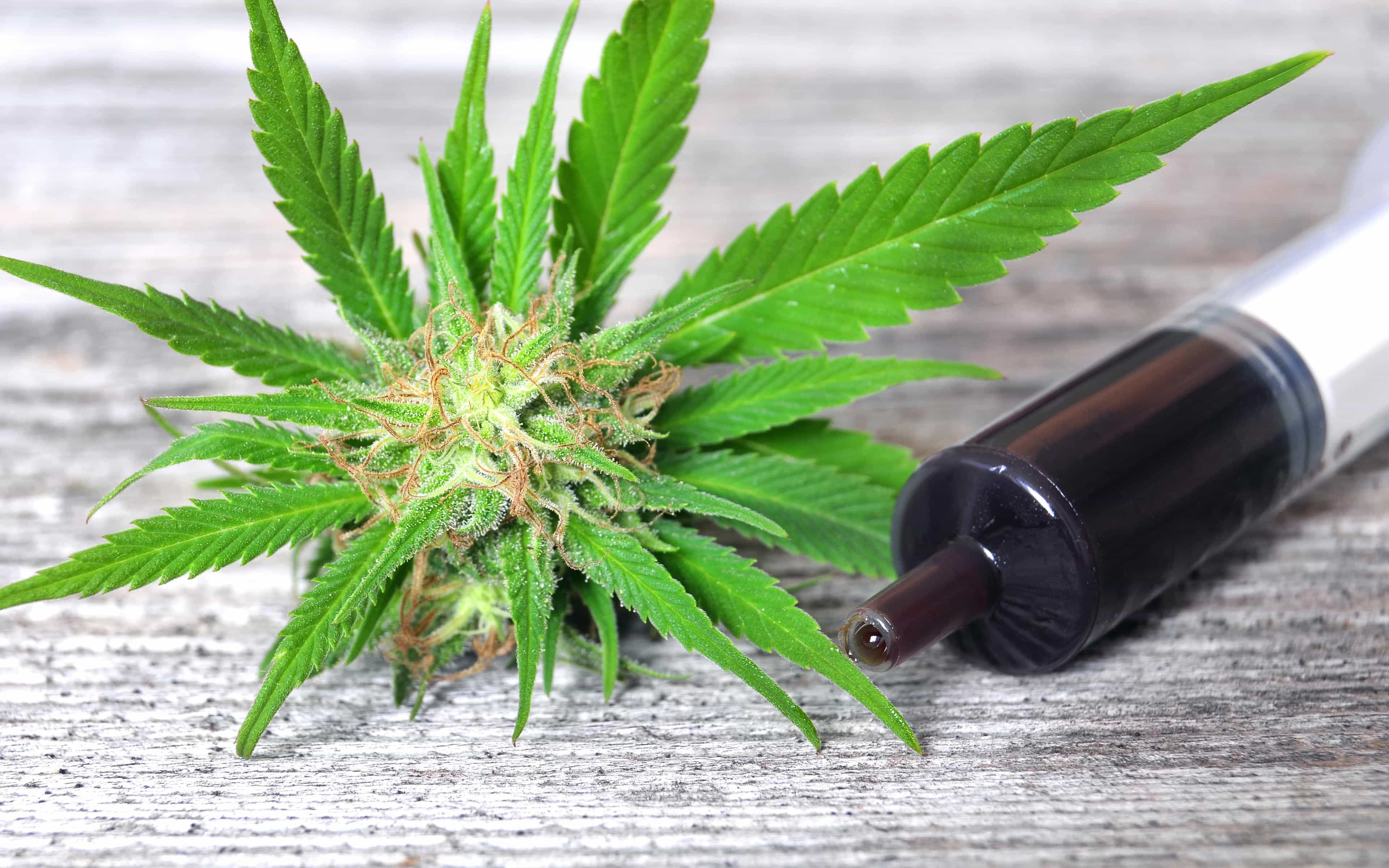 Rick Simpson Oil (RSO) with Cannabis Bud