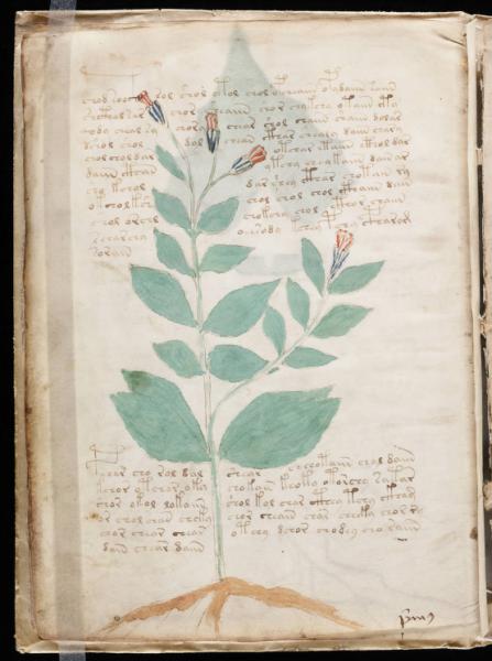 the-voynic-manuscript_0017