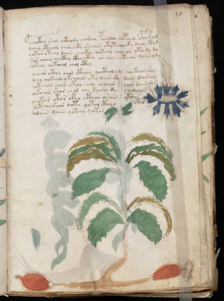 the-voynic-manuscript_0020