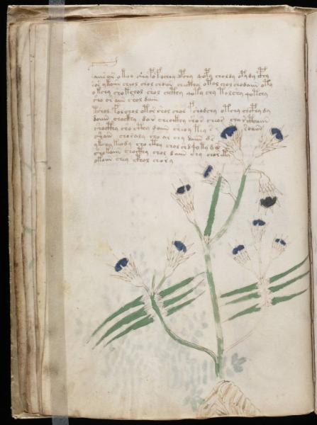 the-voynic-manuscript_0039