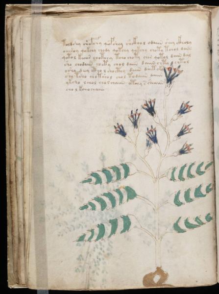 the-voynic-manuscript_0041