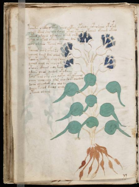 the-voynic-manuscript_0047