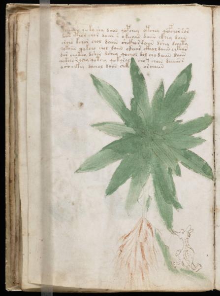 the-voynic-manuscript_0049