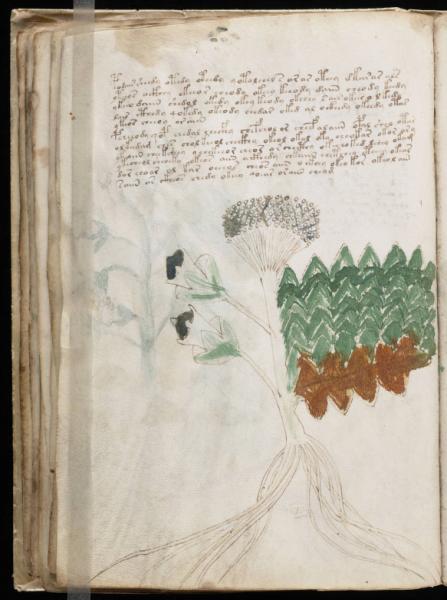 the-voynic-manuscript_0061