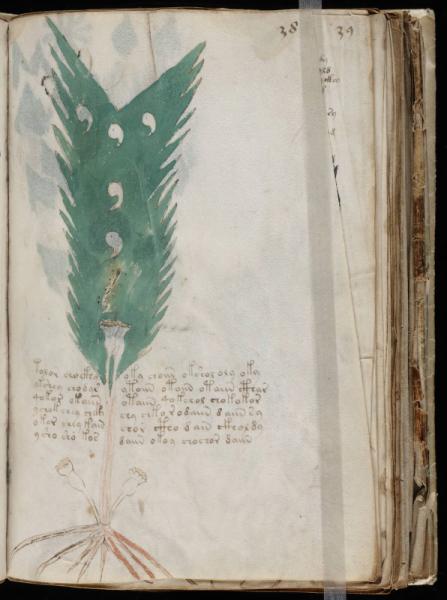 The Voynic Manuscript 0074