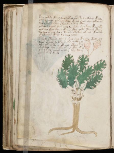 the-voynic-manuscript_0087