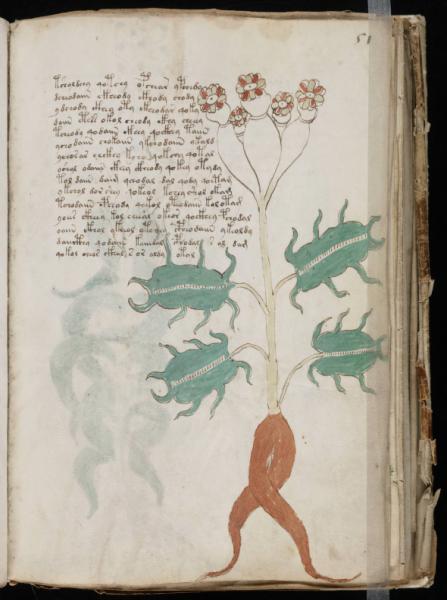 the-voynic-manuscript_0100