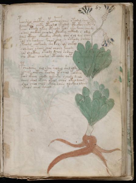 the-voynic-manuscript_0158