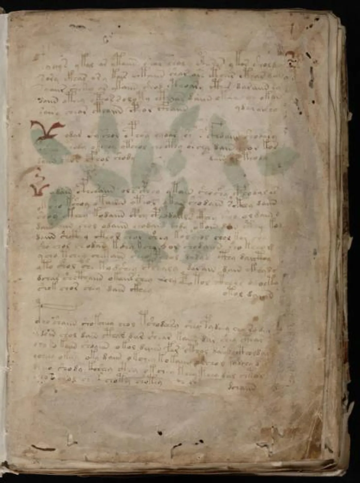 Illustration for The Voynich Manuscript