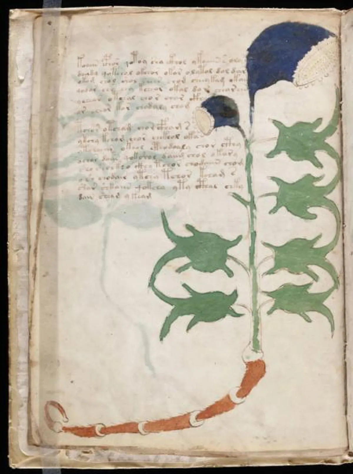 the-voynic-manuscript_0007