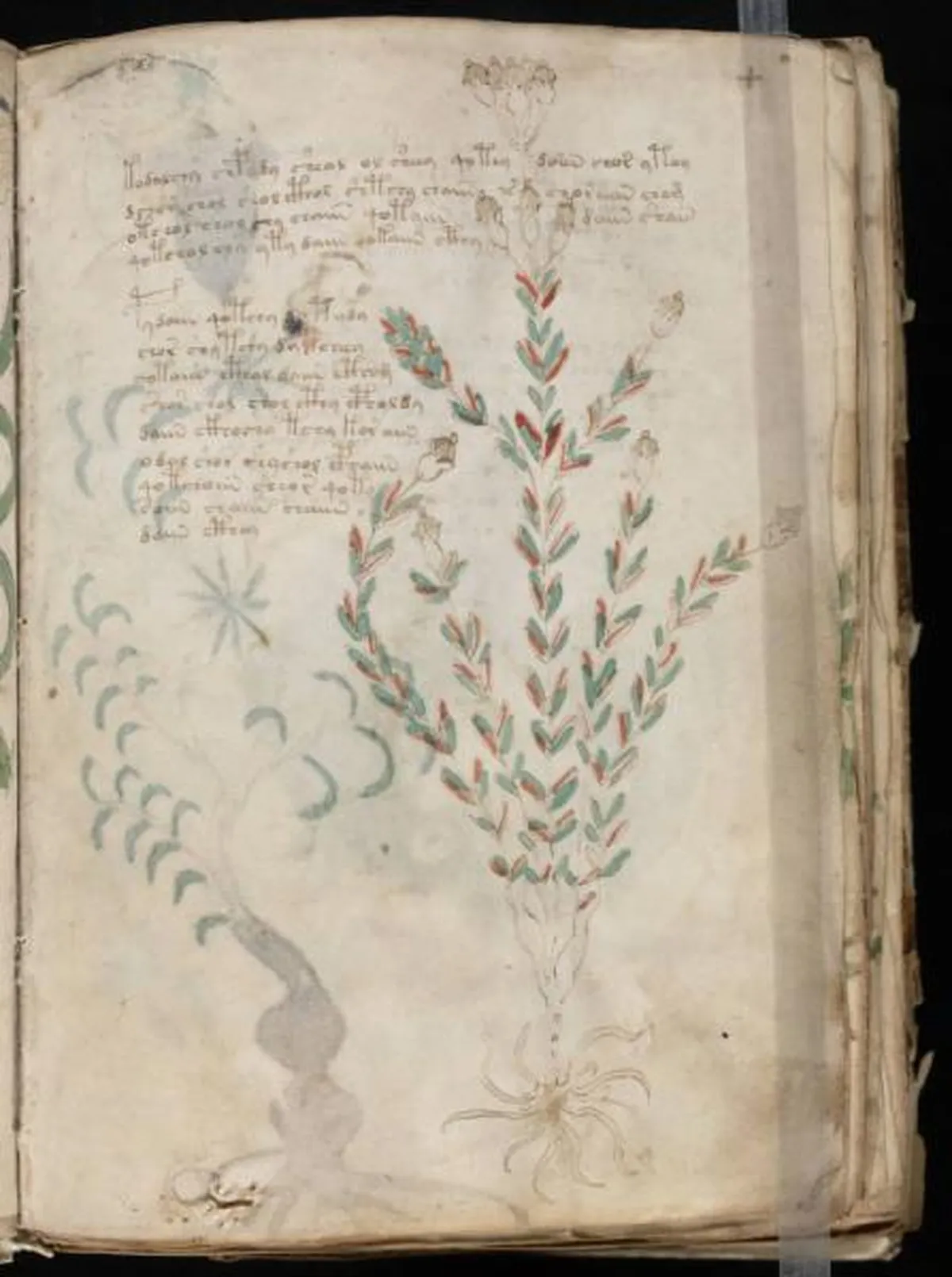 the-voynic-manuscript_0008