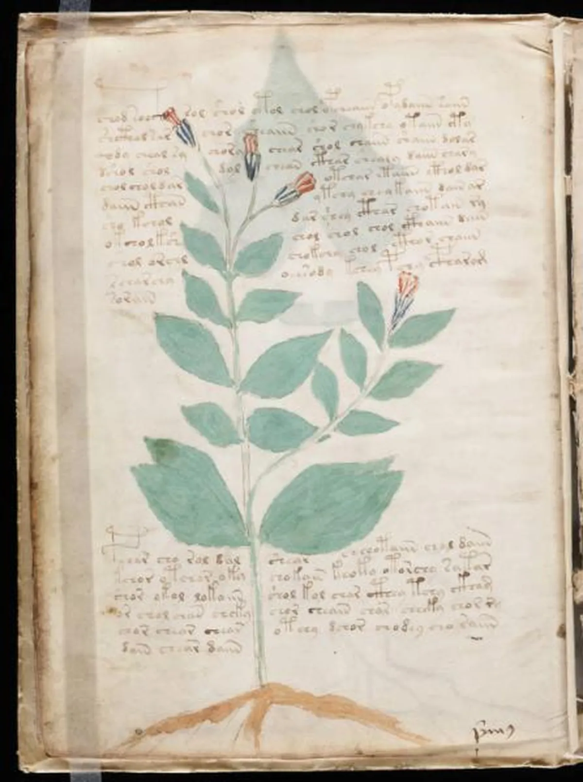 the-voynic-manuscript_0017