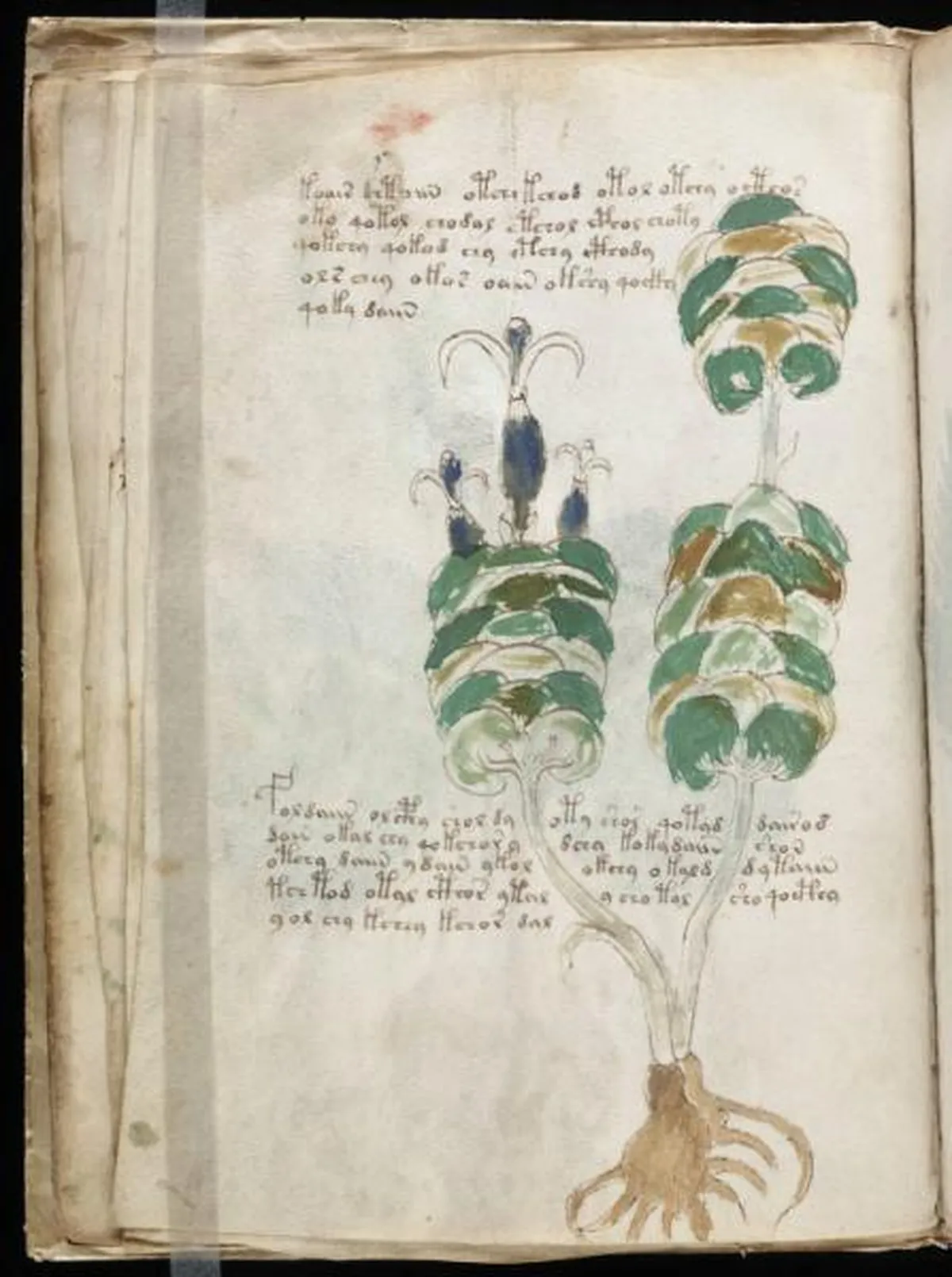 the-voynic-manuscript_0025