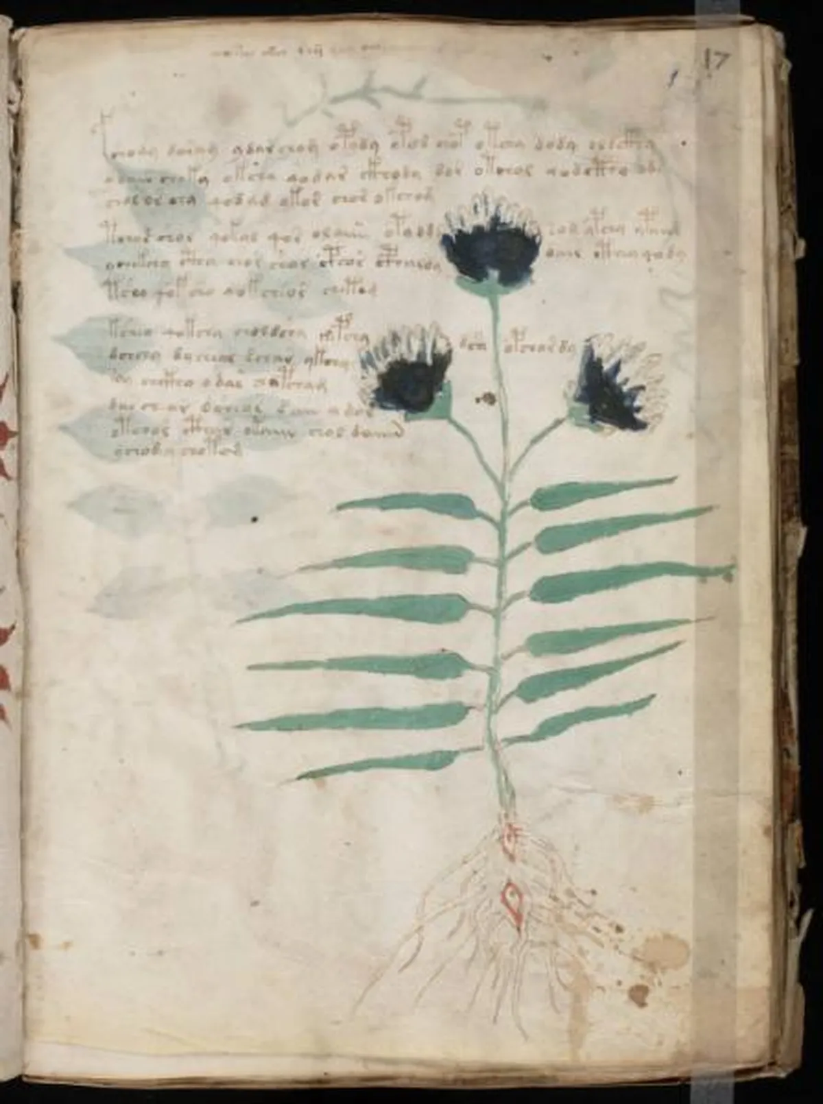 the-voynic-manuscript_0032