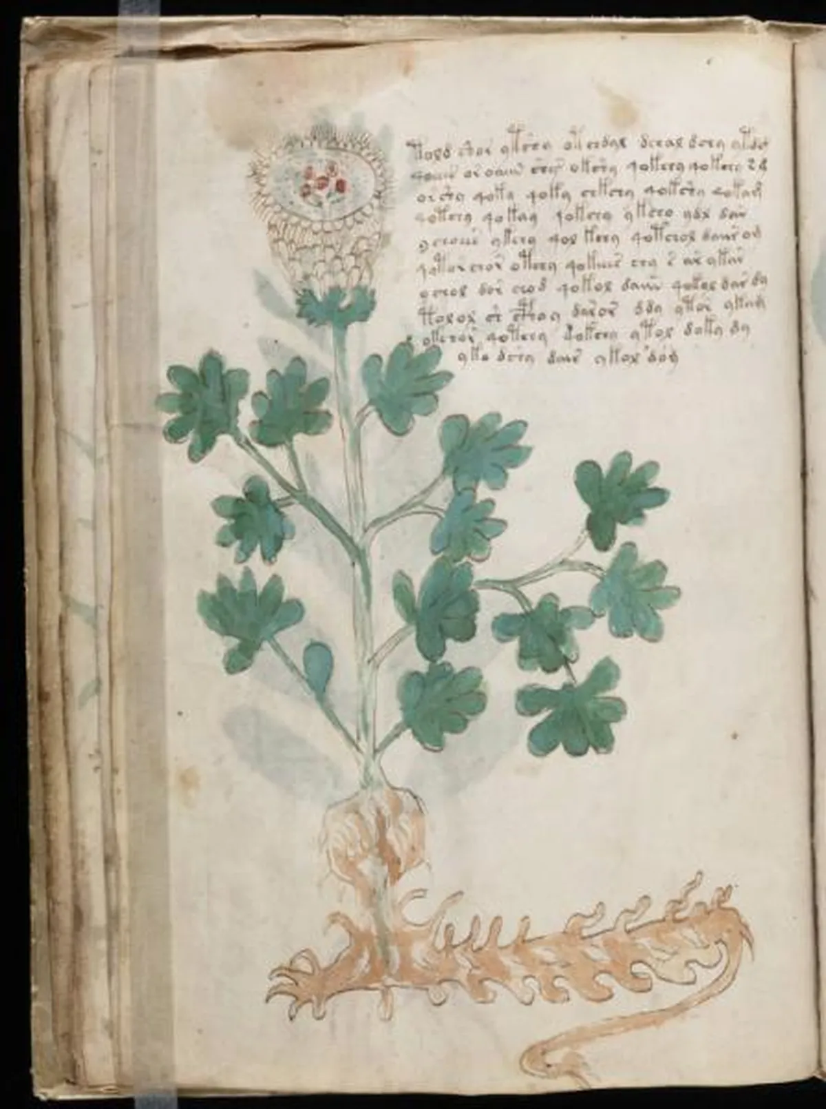 the-voynic-manuscript_0035