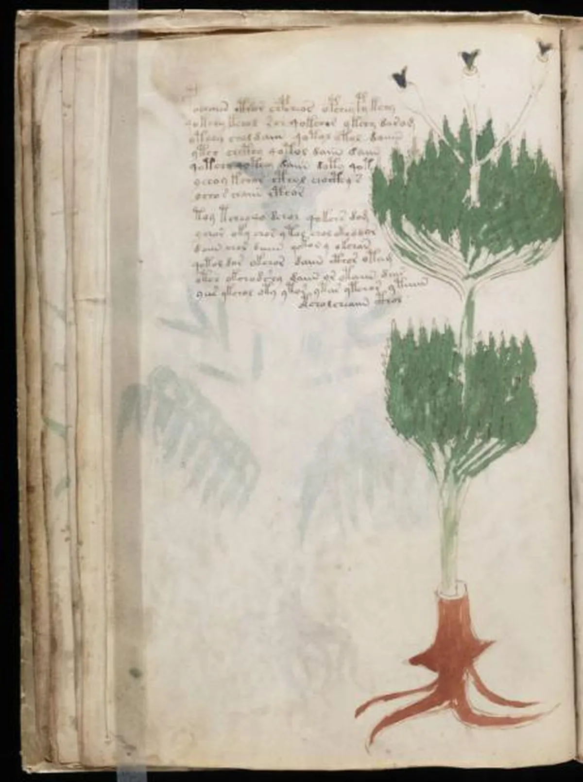 the-voynic-manuscript_0037