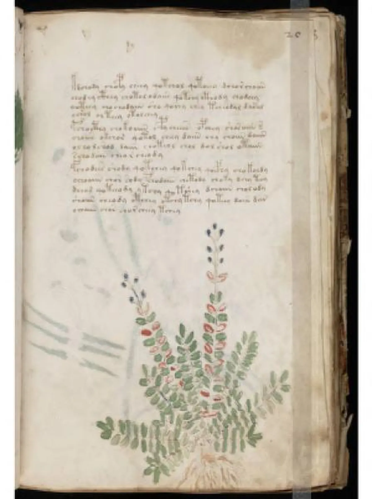 the-voynic-manuscript_0038