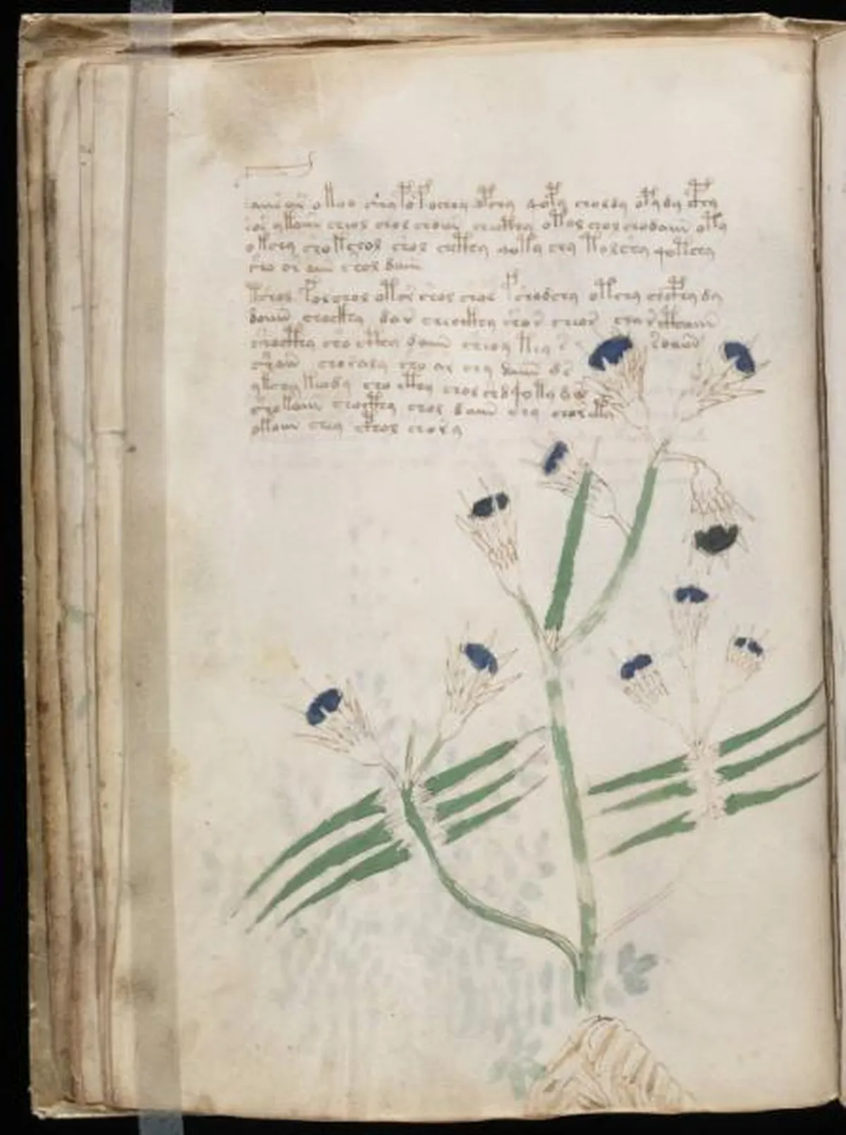 the-voynic-manuscript_0039