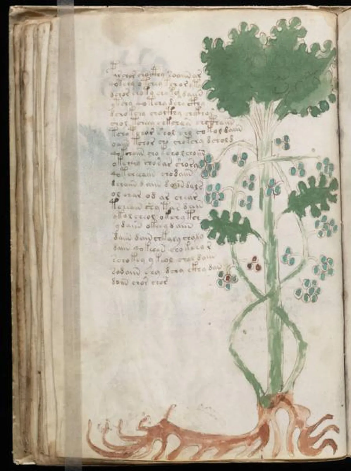 the-voynic-manuscript_0069