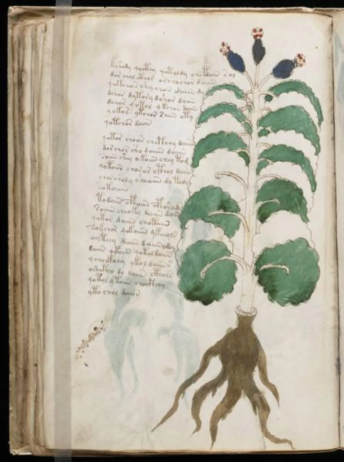 the-voynic-manuscript_0073