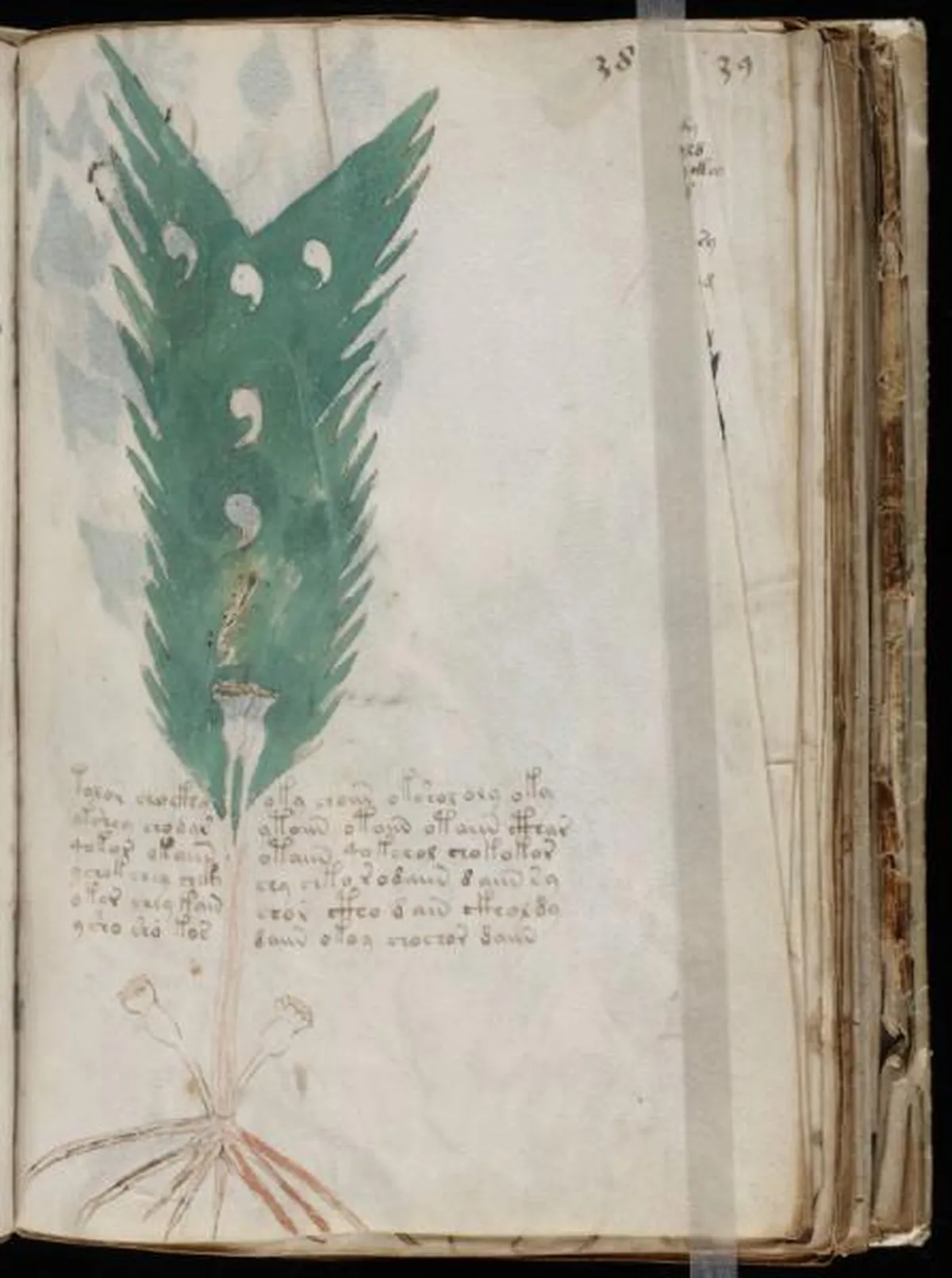 the-voynic-manuscript_0074