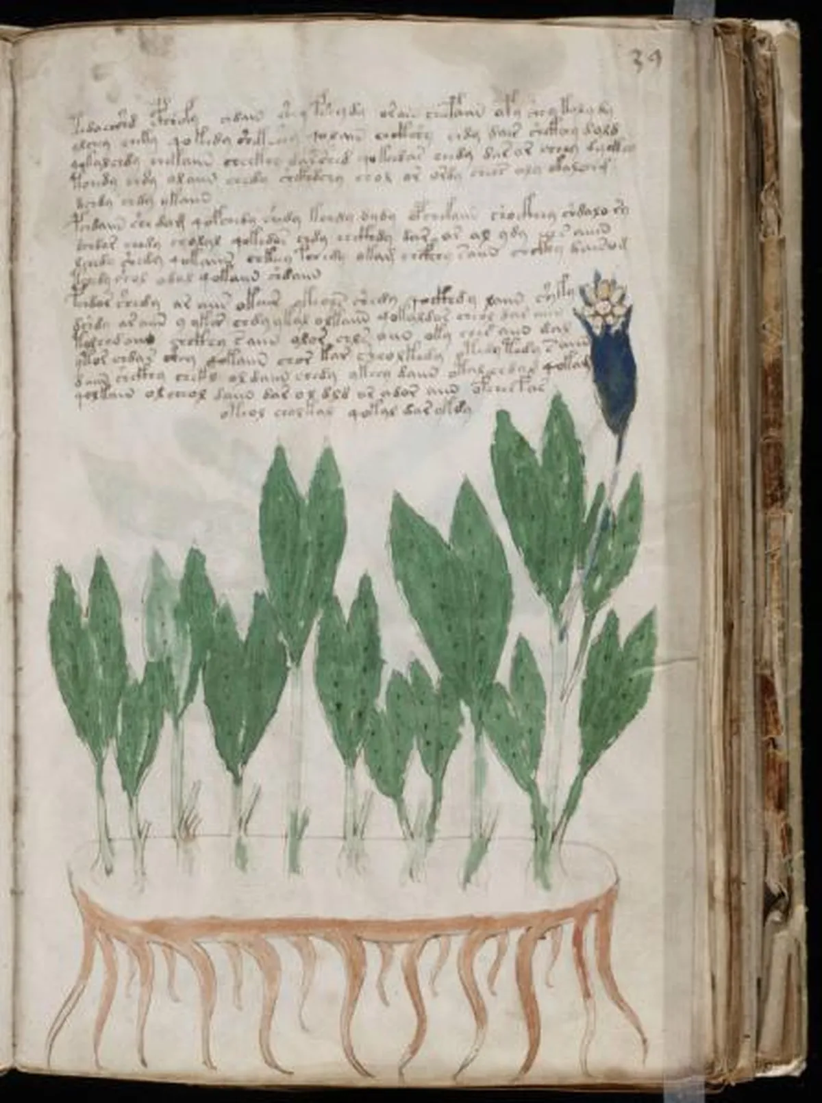 the-voynic-manuscript_0076