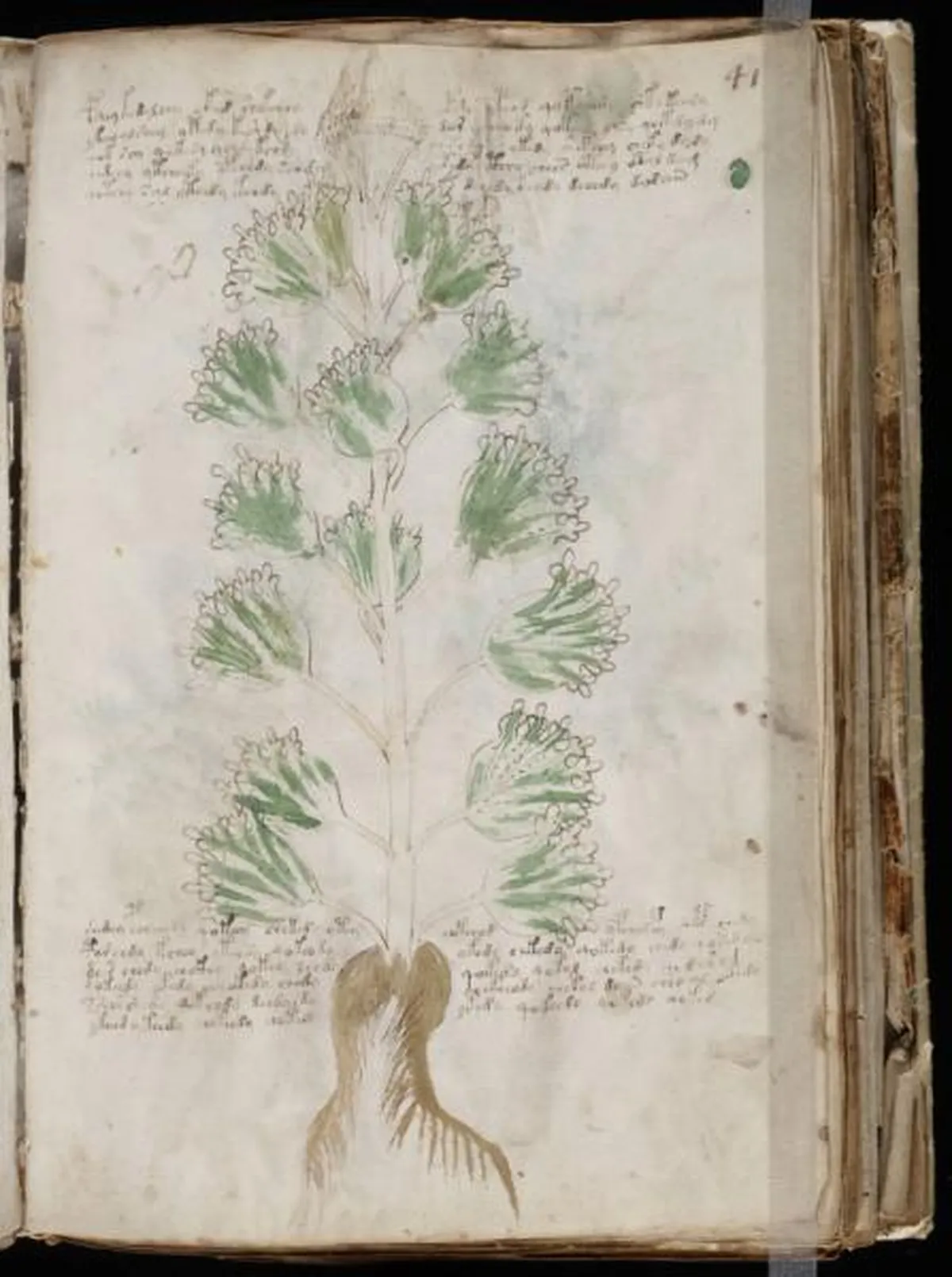 the-voynic-manuscript_0080