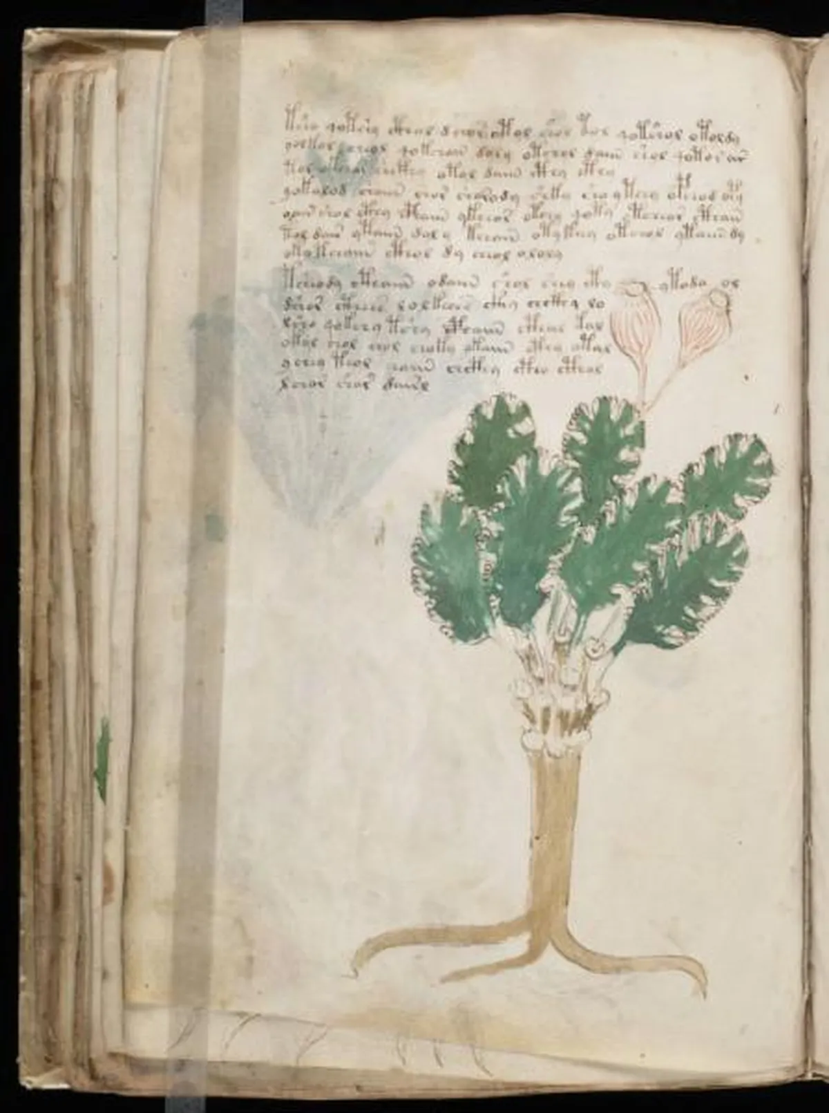 the-voynic-manuscript_0087