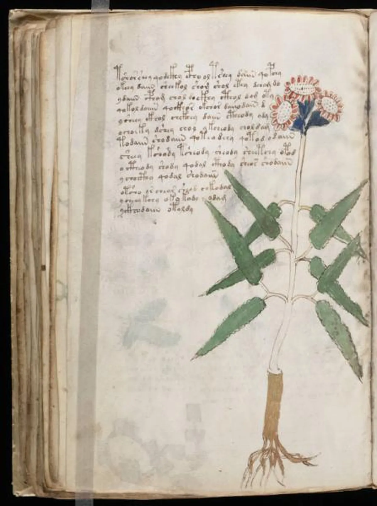 the-voynic-manuscript_0105