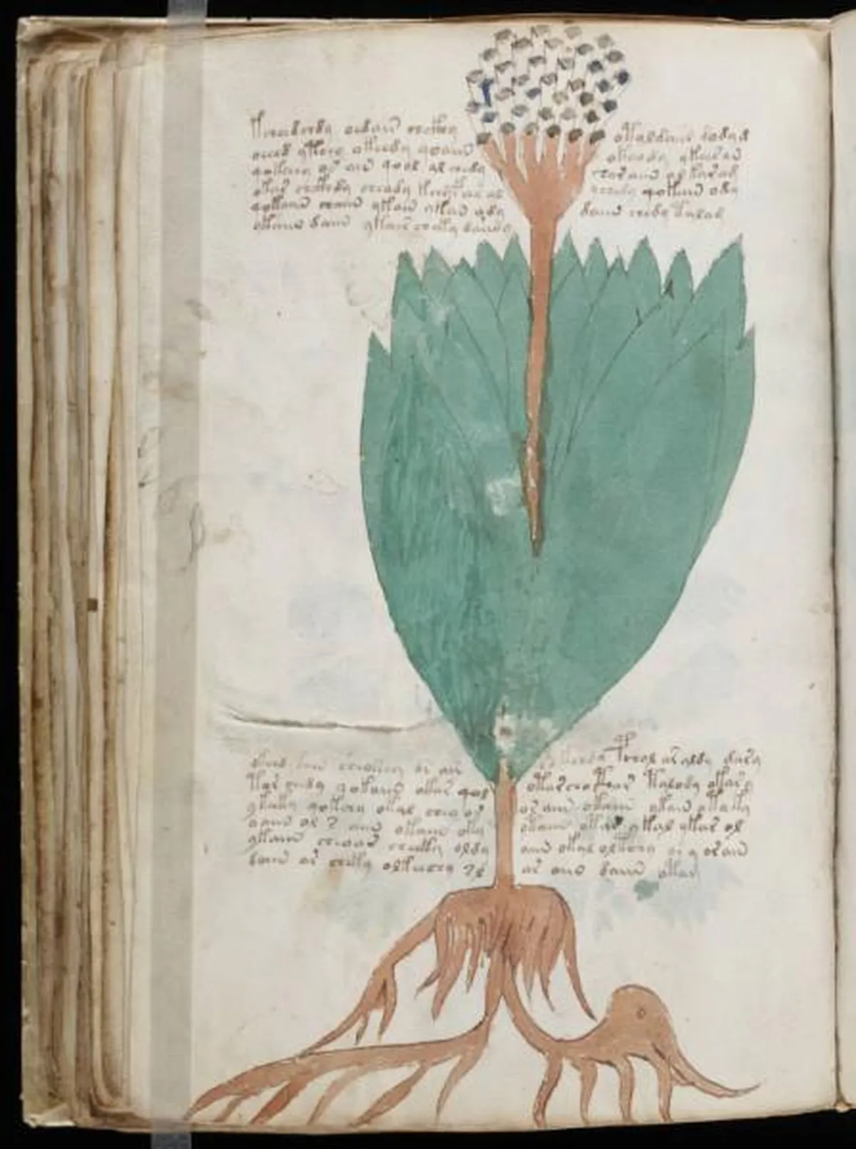 the-voynic-manuscript_0109