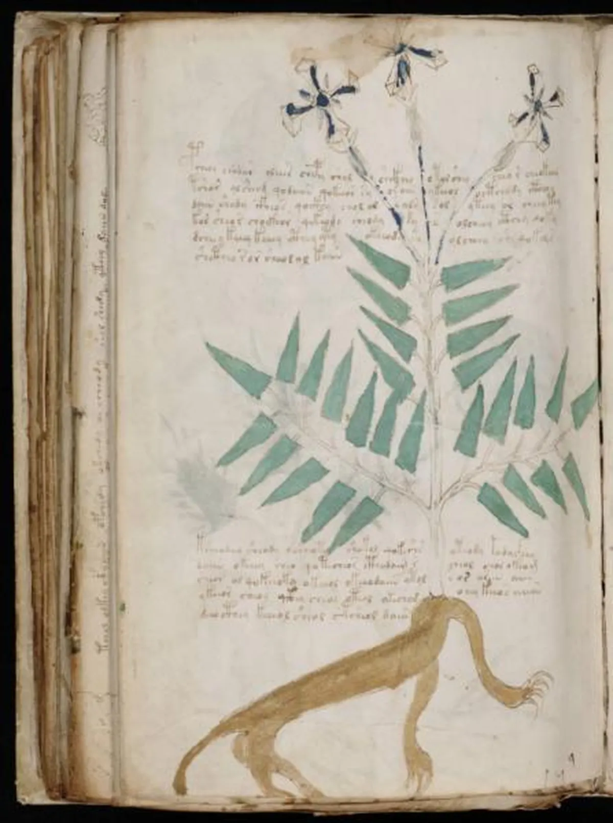 the-voynic-manuscript_0165