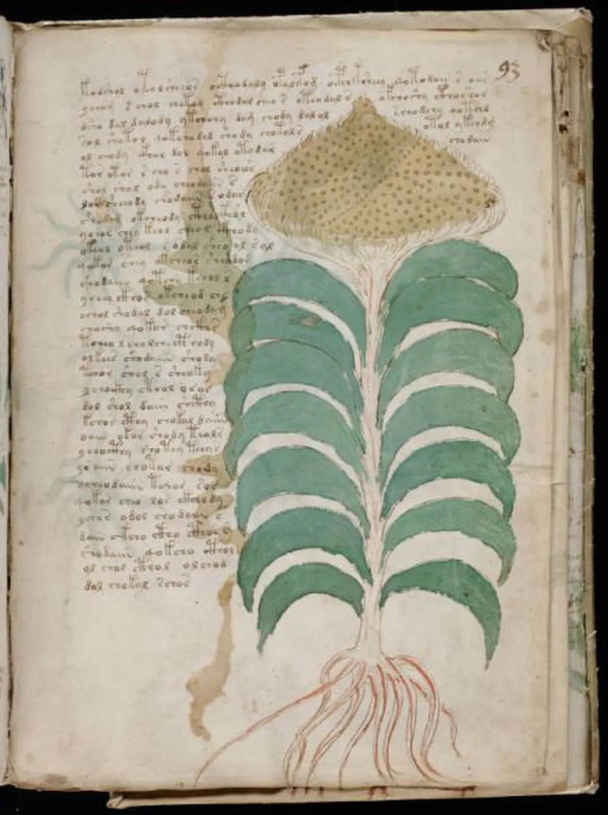 the-voynic-manuscript_0166