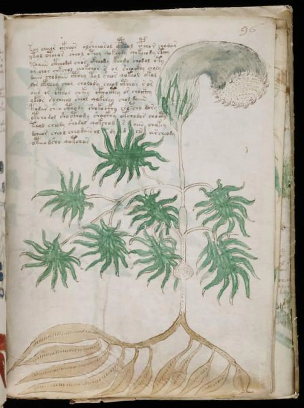 the-voynic-manuscript_0172