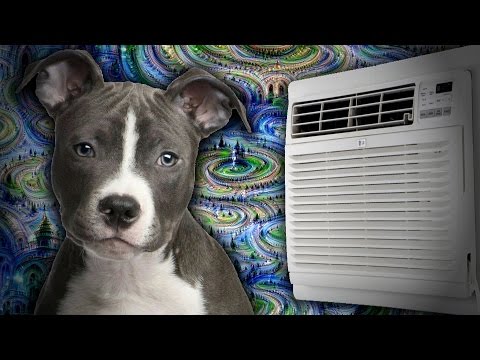 Dogs, AI, and Airconditioning