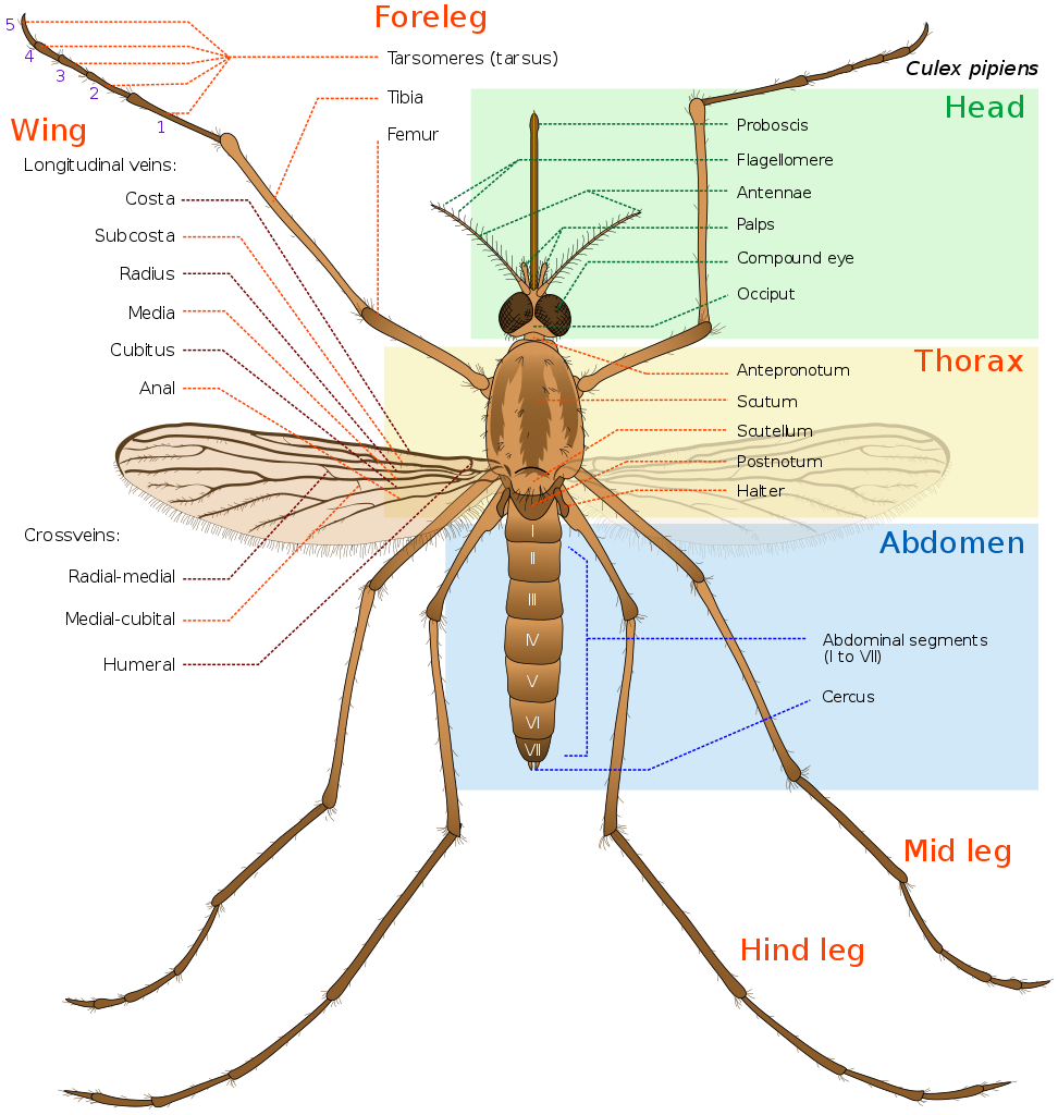 Mosquito Anatomy Diagram