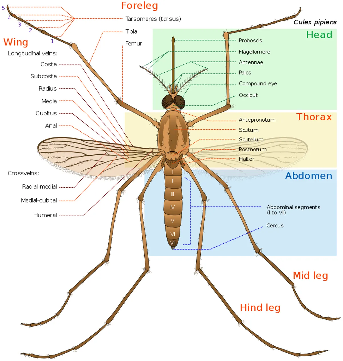 Diagram of mosquito anatomy with labeled parts.