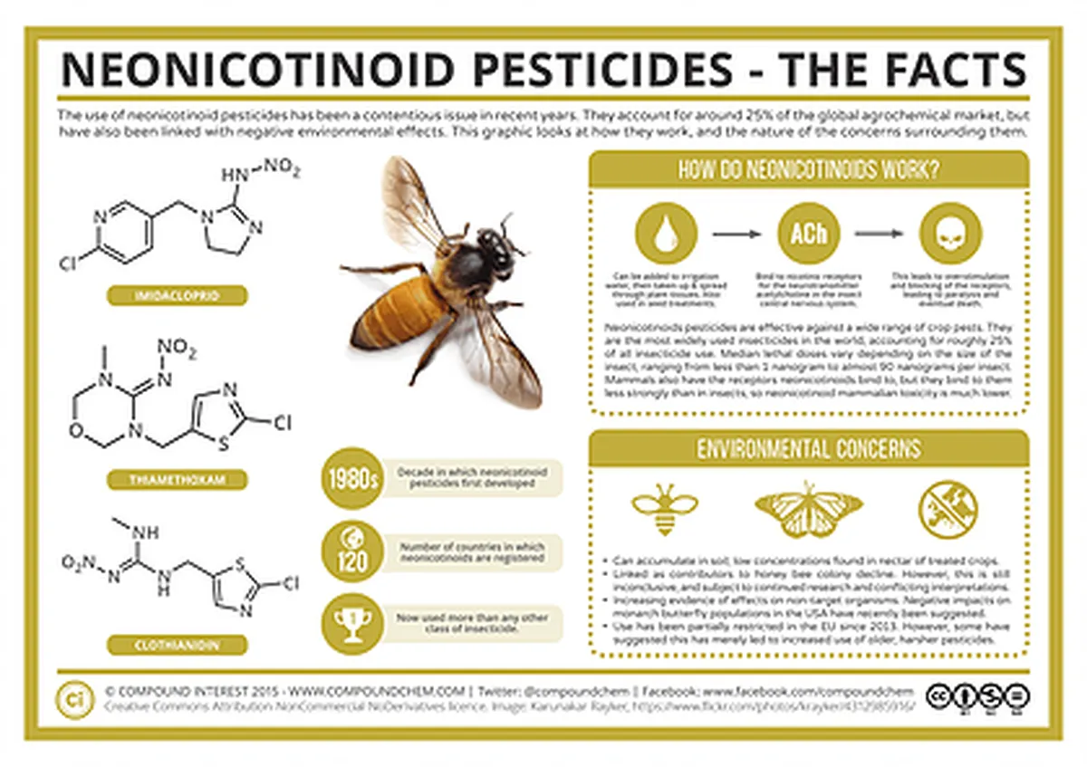 Infographic on neonicotinoid pesticides and their impact on bees and the environment.