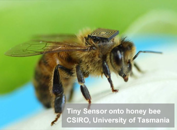 Hitachi ultra-small RFID chip resting on a honey bee, illustrating MEMS-scale electronics