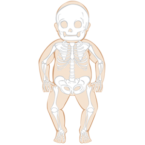Illustration of Baby Skeleton - Human Skeletal Structure