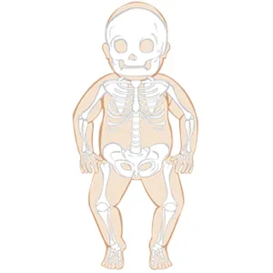 Illustration of a baby skeleton showcasing the human skeletal structure