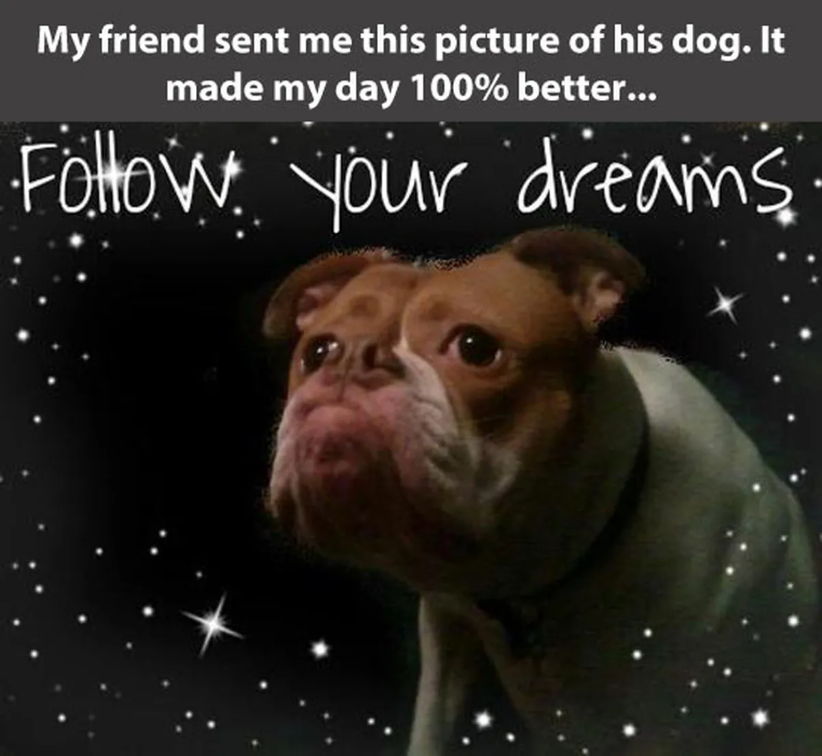 A humorous and heartwarming image of a dog with a motivational message that reads 'FOLLOW YOUR DREAMS,' set against a starry background, accompanied by a caption about how the picture improved someone's day