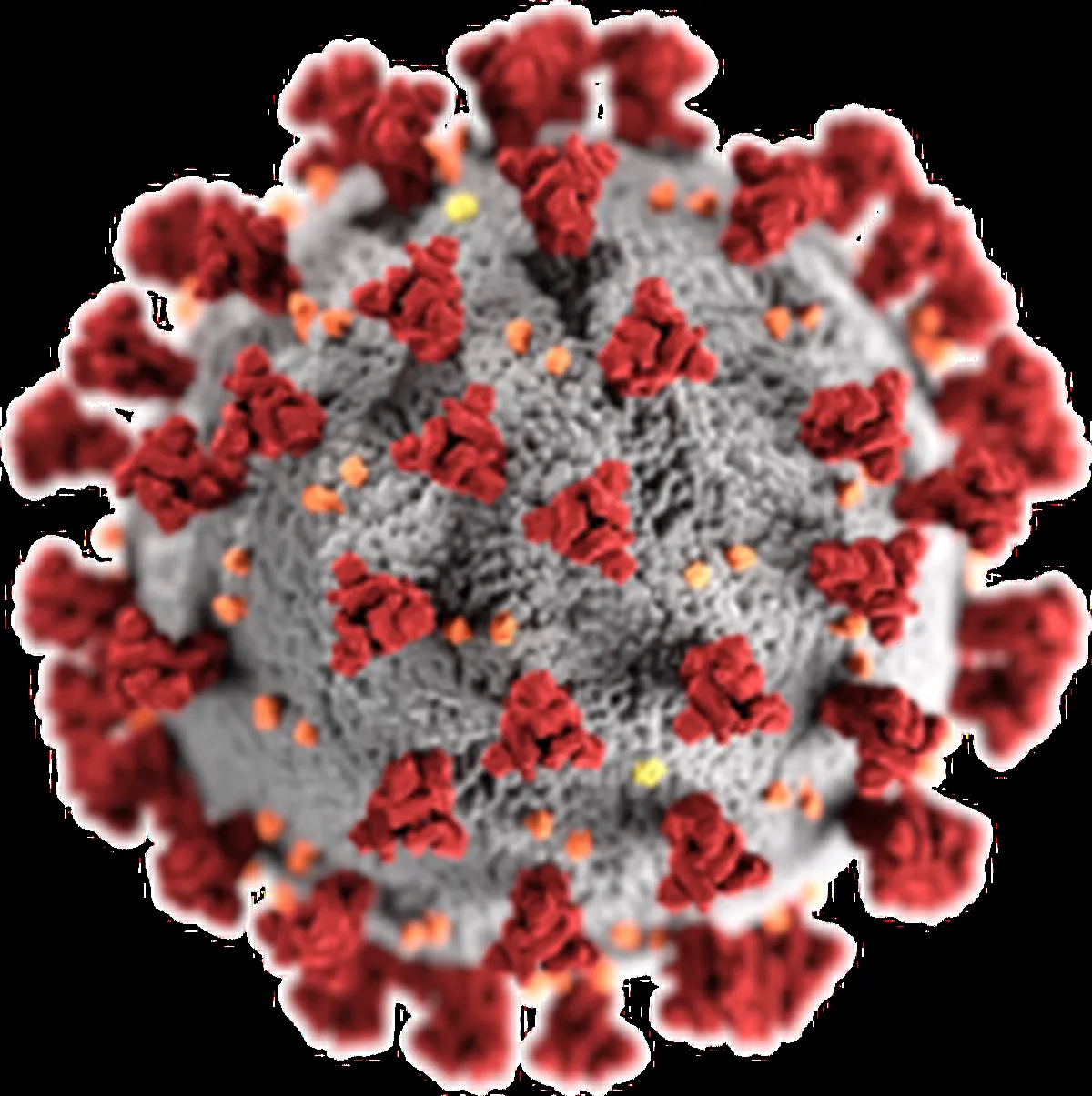 3D model of the coronavirus showing spike proteins and its spherical shape