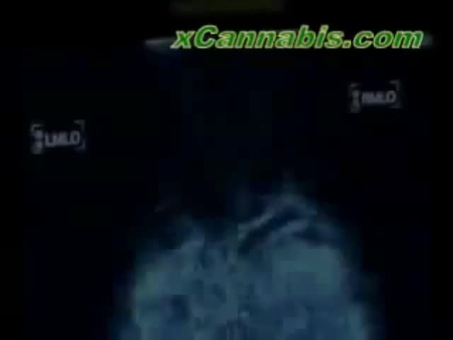 Herbal Cancer Treatment Seems to Be a Cure